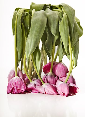 Wilted Pink Tulips in Vase on WHite