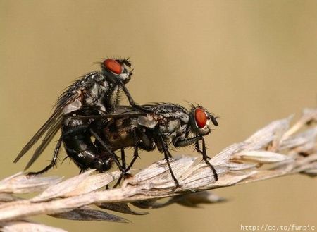 flysex4
