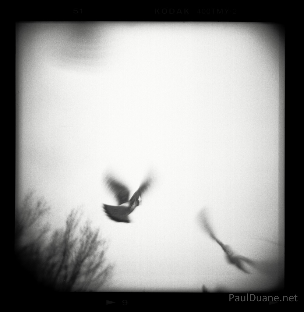 Johnathan Livingston Pigeon