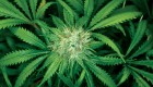 marijuana1