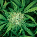 marijuana1