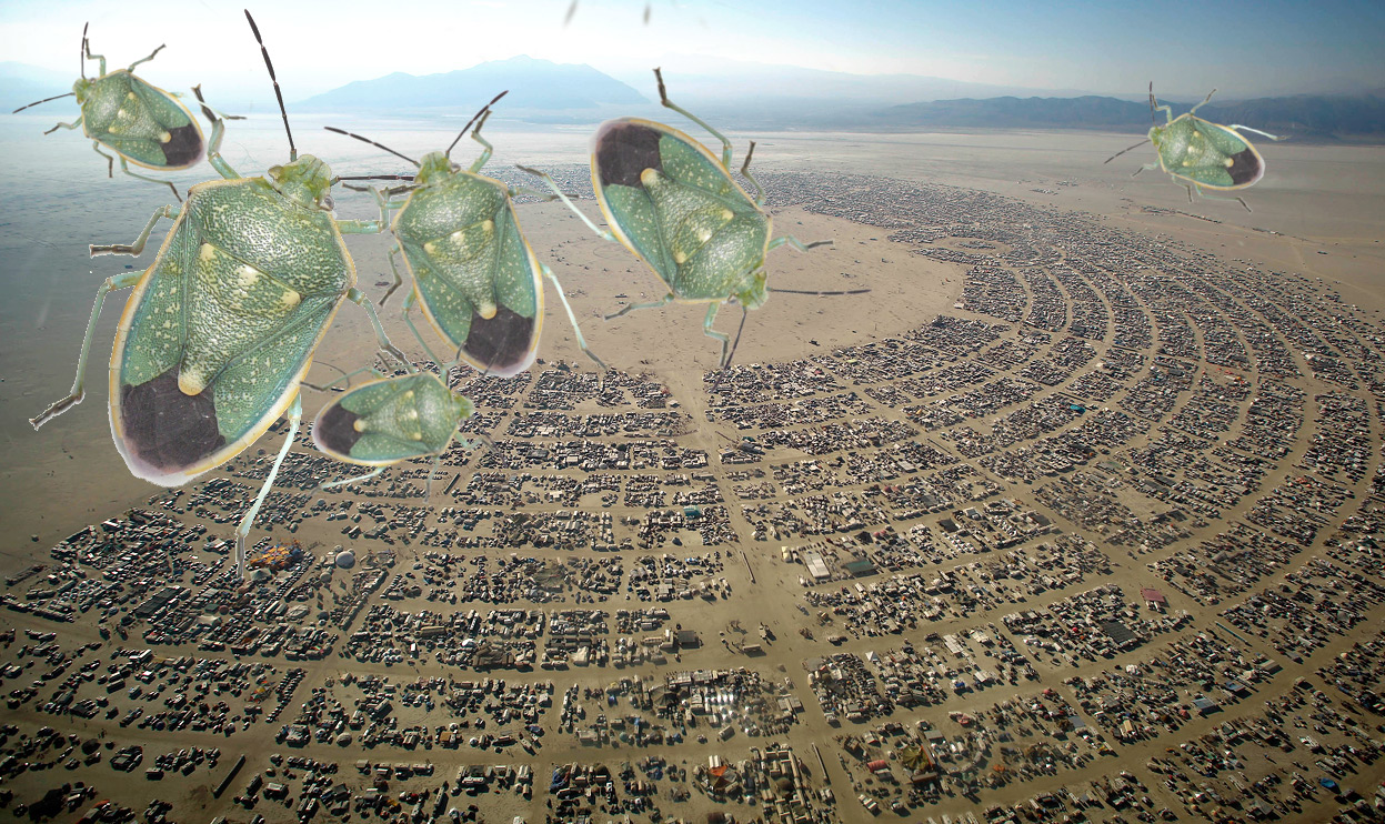 insect infestation at Burning Man 2015